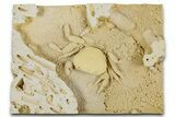 Fossil Crab (Potamon) Preserved in Travertine - Turkey #379410-3